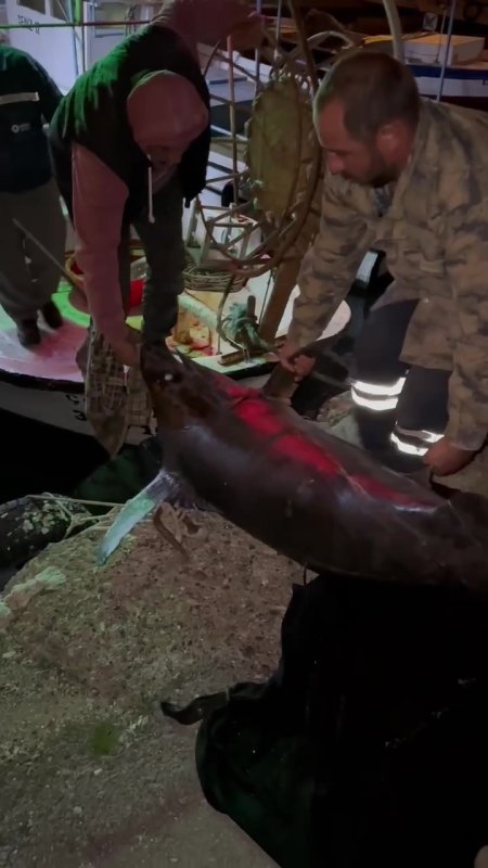 Akdeniz'de oltasına takılan dev kılıç balığı 115 kilogram geldi