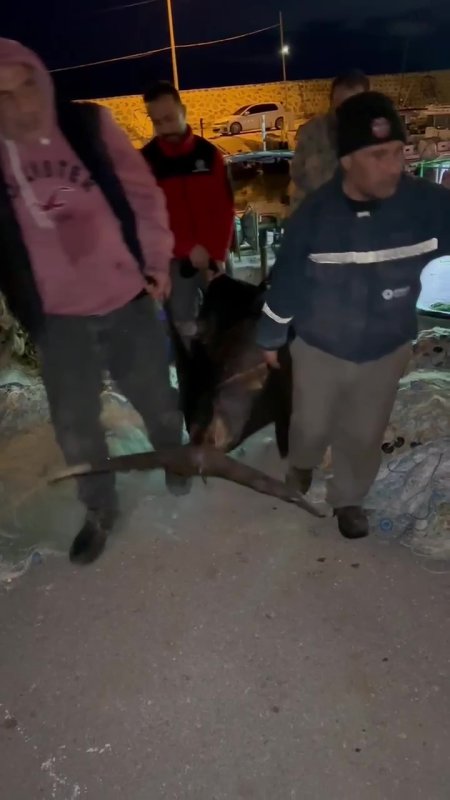 Akdeniz'de oltasına takılan dev kılıç balığı 115 kilogram geldi
