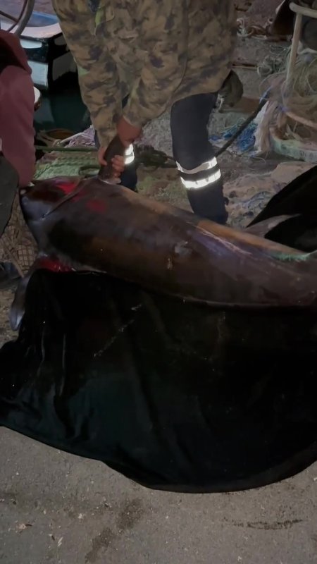 Akdeniz'de oltasına takılan dev kılıç balığı 115 kilogram geldi