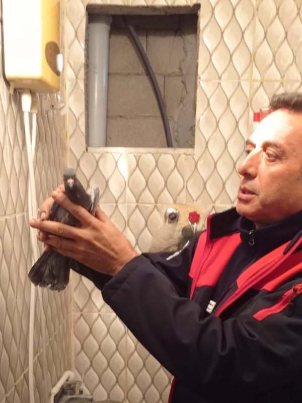 İskenderun’da itfaiye ekiplerinden güvercin kurtarma operasyonu (Fotoğraflı) Ogün Aslan HATAY (İHA) - Hatay’da bina boşluğunda mahsur kalan güvercini itfaiye ekipleri kurtardı. İskenderun ilçesinin Modernevler Mahallesi’nde bulunan bir binanın havalandırma boşluğuna düşen güvercini fark eden vatandaşlar durumu itfaiye ekiplerine bildirdi. İhbar üzerine bölgeye giden itfaiye ekipleri, güvercini kurtarmak için çalışma başlattı. Güvercin, itfaiye ekipleri tarafından kurtarılarak doğaya bırakıldı.