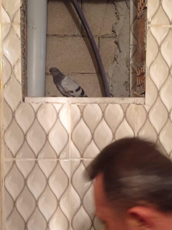 İskenderun’da itfaiye ekiplerinden güvercin kurtarma operasyonu (Fotoğraflı) Ogün Aslan HATAY (İHA) - Hatay’da bina boşluğunda mahsur kalan güvercini itfaiye ekipleri kurtardı. İskenderun ilçesinin Modernevler Mahallesi’nde bulunan bir binanın havalandırma boşluğuna düşen güvercini fark eden vatandaşlar durumu itfaiye ekiplerine bildirdi. İhbar üzerine bölgeye giden itfaiye ekipleri, güvercini kurtarmak için çalışma başlattı. Güvercin, itfaiye ekipleri tarafından kurtarılarak doğaya bırakıldı.