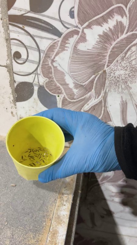 Mide bulandıran görüntüler, zabıta böcek çeşitlerini saymakla bitiremedi