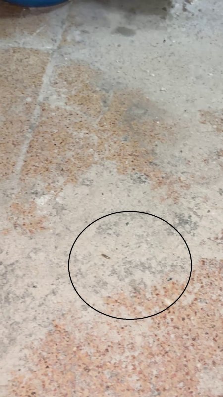 Mide bulandıran görüntüler, zabıta böcek çeşitlerini saymakla bitiremedi