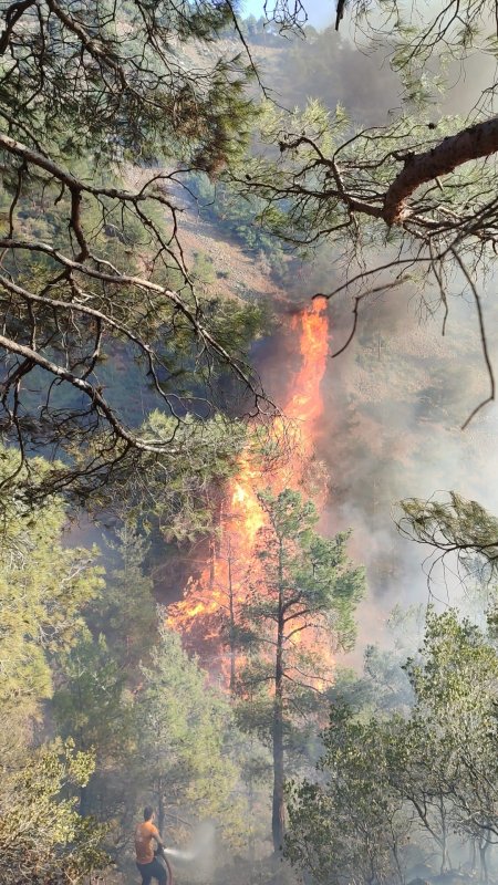 Hatay’da orman yangını