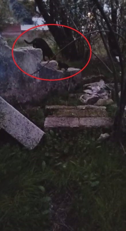 Su kuyusunda mahsur kalan yavru kedi, kurtarılarak annesine teslim edildi