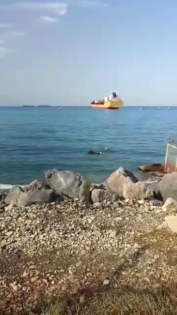 Gemiden denize düşen angus yüzerek karaya ulaştı