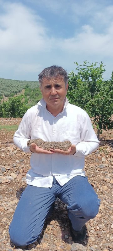 Merhametli çiftçi, yılların emeğine kemirerek zarar veren tavşanları "Bunlar şimdi hazırlanıyor, Doğan’ın fidanını nasıl yiyeceğim diye düşünüyor" diyerek elleriyle yakaladı (Fotoğraflı) Ogün Aslan HATAY (İHA) - Hatay’da 9 dönümlük arazisinde 600 mandalina fidanı diken ve yetiştirmek için emek veren çiftçi Doğan Atılgan, çitillerine zarar veren yavru tavşanları eliyle yakaladı. Tavşanlara zarar vermeden hayvanların bahçesine verdiği zarar anlatan Atılgan, davranışı ve merhametiyle takdir topladı. Dörtyol ilçesi Yeniyurt Mahallesi Kabaktepe mevkiinde arazisi bulunan 48 yaşındaki Doğan Atılgan, çiftçilik yaparak geçimini sağlıyor. Geçtiğimiz yıllarda 9 dönümlük arazisine 600 mandalina fidanı diken Atılgan’ın çitillerinin düşmanı tavşanlar oldu. Dişleriyle fidanlara zarar veren tavşanlar, geçtiğimiz yıl 70 fidana zarar verdi. Bahçedeki yavru tavşanları tek tek elleriyle bulan ve merhametiyle takdir toplayan çiftçi Atılgan, o anları kamerasıyla kayıt altına aldı. Tavşanların ağaçlara verdiği zarar ilerleyen yıllarda hastalığa neden olurken Atılgan, zararının 100 bin TL olduğunu söyledi. Bahçesindeki yavru tavşanları elleriyle yakaladığı anları kayıt altına alan Atılgan, "Bir tanesi burada ama ellemeyeceğim, yerse çitili yesin. Bunlar şimdi hazırlanıyor, Doğan’ın fidanını nasıl yiyeceğim diye düşünüyor. 6 tavşan bu bahçede çitil komayacak. Geçen sene 70 tane yedi, bu sene 140 tane yiyecek ama canları sağolsun, yesinler. Mandalinanın çitil iken en büyük düşmanı, 2 tane yatıyor. Üstünü geri örtelim, hiç ellemeyeceğim. Oda 1-2 çitil yiyecek, yiyeceğini yesin" dedi. "Her bir fidanın maliyeti yaklaşık 5 bin TL, toplamda 100 bin TL zararımız var" Tavşanlara zarar vermeye niyeti olmadığını ifade eden Atılgan, "Ot ilacı sıkmaya gitmiştik. Daha önce de başımıza gelmişti. Tavşanlar büyüdüklerinde dişlerini yürütmek için fidanları kemiriyorlar. Ama bu sefer çok fazlaydı. Yirmi otuz ağacımız tamamen heder olmuş. Geçen sene de aynı durumu yaşadık, bu sene daha da arttı. Çiftçi merhametli insandır. Hayvanlara da bitkilere de şefkatimiz yüksektir. Yavru tavşanları kulaklarından tutup geri bıraktım. Sevgi amaçlıydı, kesinlikle zarar verme niyetim olmadı. Sadece bakıyoruz, geçiyoruz. Tavşanlar burada özellikle güneş alan bölgelerde üç ayda bir doğuruyor. Bu yüzden her yıl aynı sorunla karşılaşıyoruz. Her bir fidanın maliyeti yaklaşık 5 bin TL, toplamda 100 bin TL zararımız var" diye konuştu.