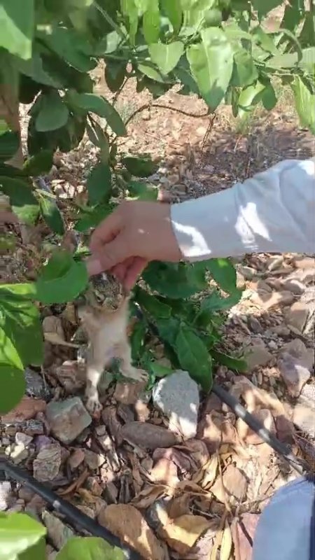 Merhametli çiftçi, yılların emeğine kemirerek zarar veren tavşanları "Bunlar şimdi hazırlanıyor, Doğan’ın fidanını nasıl yiyeceğim diye düşünüyor" diyerek elleriyle yakaladı