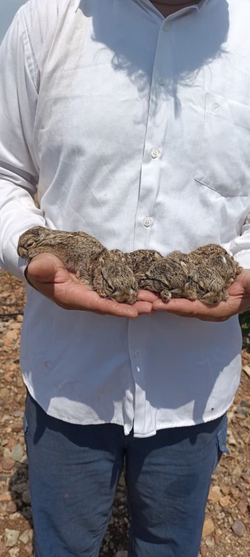 Merhametli çiftçi, yılların emeğine kemirerek zarar veren tavşanları "Bunlar şimdi hazırlanıyor, Doğan’ın fidanını nasıl yiyeceğim diye düşünüyor" diyerek elleriyle yakaladı
