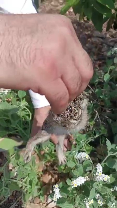 Merhametli çiftçi, yılların emeğine kemirerek zarar veren tavşanları "Bunlar şimdi hazırlanıyor, Doğan’ın fidanını nasıl yiyeceğim diye düşünüyor" diyerek elleriyle yakaladı