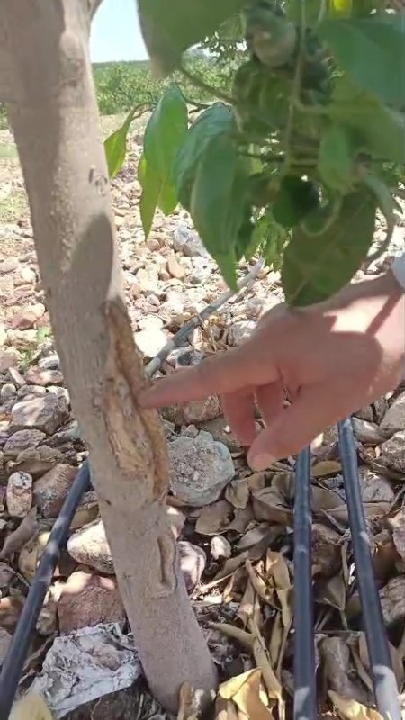 Merhametli çiftçi, yılların emeğine kemirerek zarar veren tavşanları "Bunlar şimdi hazırlanıyor, Doğan’ın fidanını nasıl yiyeceğim diye düşünüyor" diyerek elleriyle yakaladı