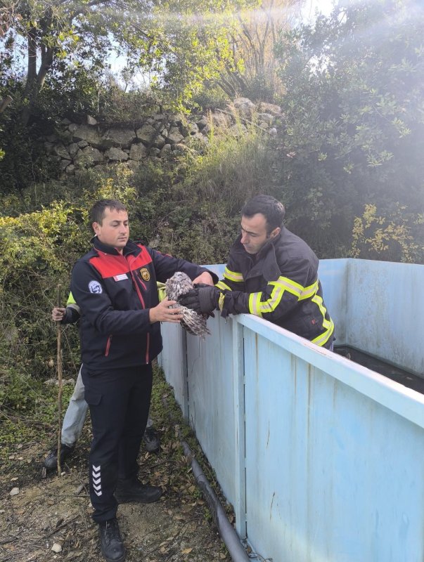 Yayladağı’nda baykuş kurtarma operasyonu