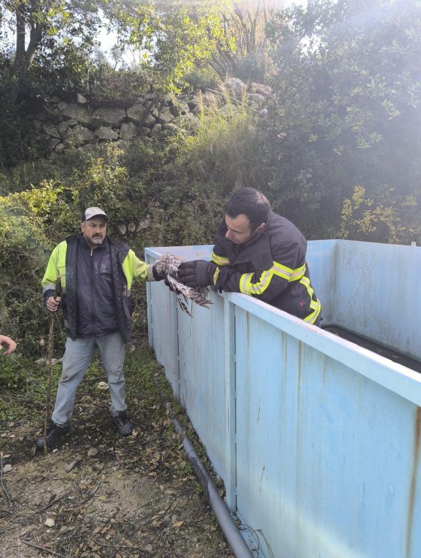 Yayladağı’nda baykuş kurtarma operasyonu