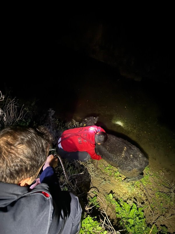 Su kanalına düşen buzağıyı itfaiye kurtardı