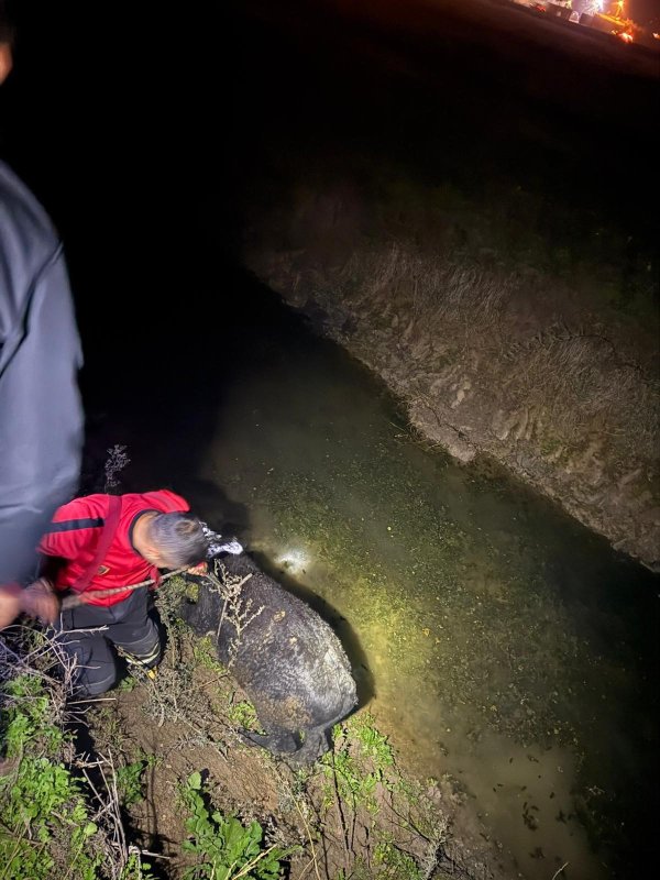 Su kanalına düşen buzağıyı itfaiye kurtardı