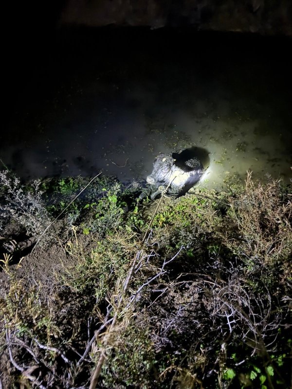 Su kanalına düşen buzağıyı itfaiye kurtardı