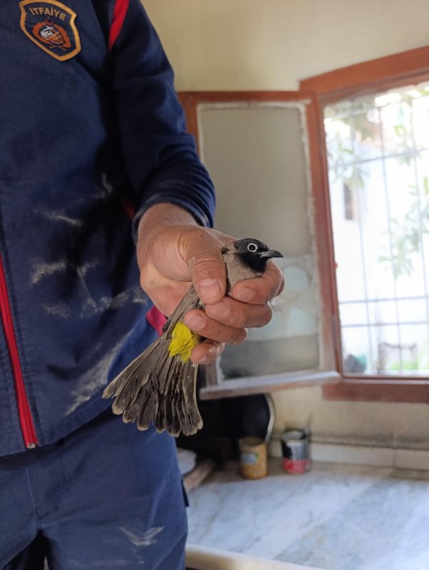 Arsuz’da kuş kurtarma operasyonu