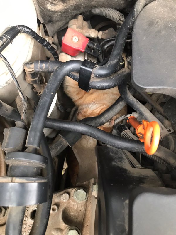 Üşüyen kedi, otomobilin motoruna girdi