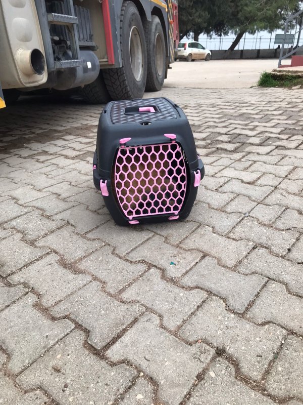 Üşüyen kedi, otomobilin motoruna girdi