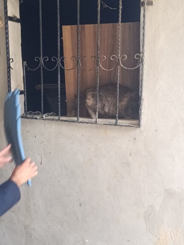 Antakya’da kedi kurtarma operasyonu