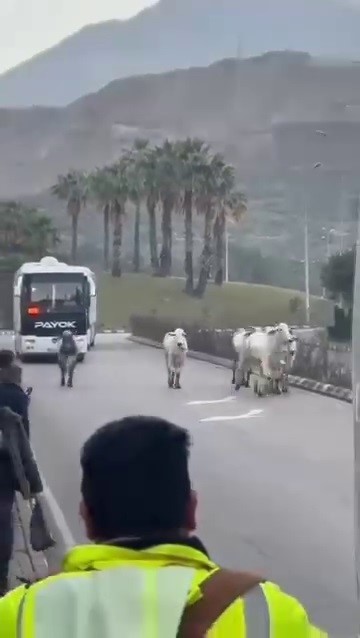 Anguslar Şehirde Panik Yarattı