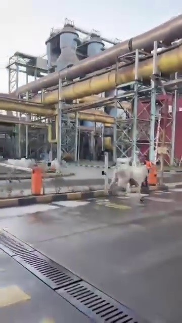 Anguslar Şehirde Panik Yarattı