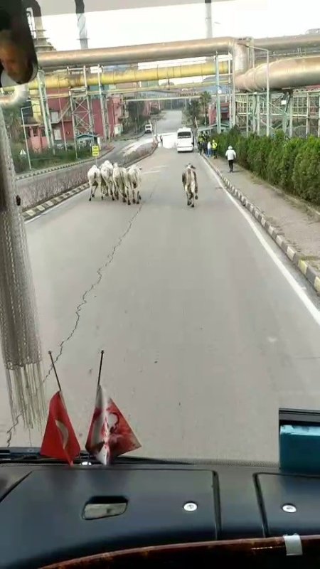 Anguslar Şehirde Panik Yarattı