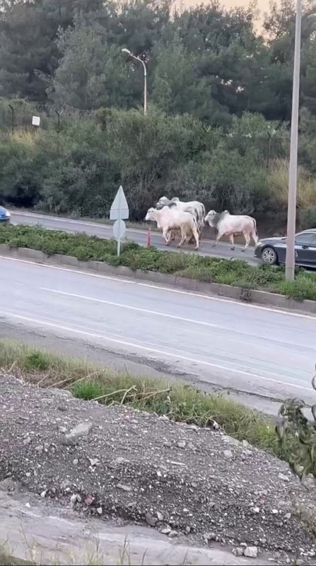 Anguslar Şehirde Panik Yarattı