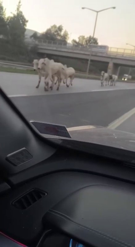 Anguslar Şehirde Panik Yarattı