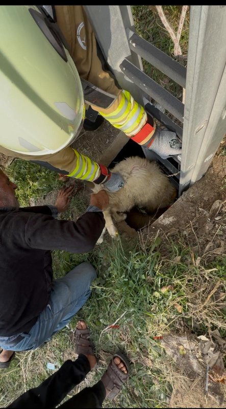 Kuyuya düşen koyunu itfaiye kurtardı