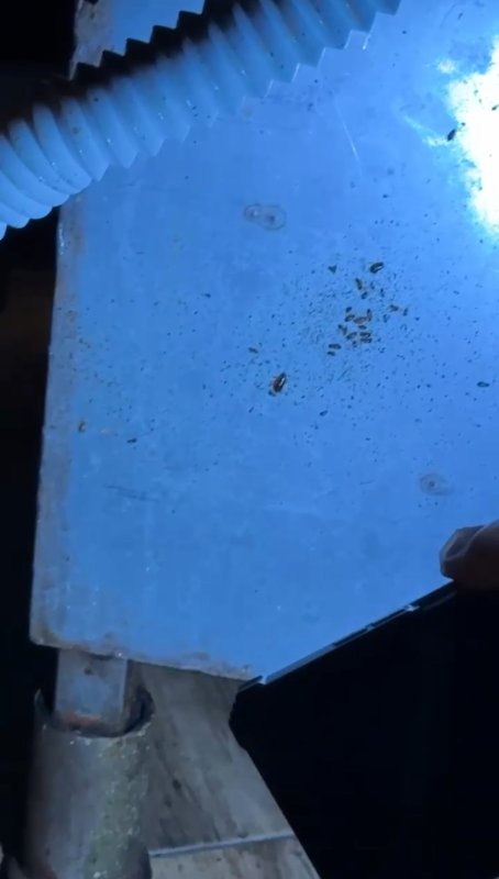 Alışveriş merkezindeki restoranlarda mide bulandıran görüntüler - Zabıta böcek yuvalarını tek tek görüntüledi (Fotoğraflı) Ogün Aslan HATAY (İHA) - Hatay'da Primemall Alışveriş Merkezi'nde zabıta ekipleri tarafından gerçekleştirilen denetimlerde, yemek katında faaliyet gösteren restoranlarda mide bulandıran görüntüler ortaya çıktı. Zabıta ekiplerinin böcek yuvası tespit ettiği iş yerinde ‘siz kendiniz kabul eder misiniz' sorusuna ‘kesinlikle doğru' yanıtı veren personel pes dedirtti. İskenderun Belediyesi Zabıta Müdürlüğü ekipleri, vatandaşların sağlıklı ve güvenli hizmet almasını sağlamak amacıyla Primemall AVM'nin yemek katında kapsamlı bir denetim gerçekleştirdi. Yapılan kontrollerde hijyen kuralları, ruhsat durumu, fiyat tarifeleri ve ürünlerin son kullanma tarihleri incelendi. Denetimler sırasında kurallara uymadığı tespit edilen çok sayıda restorana eksikliklerini gidermeleri yönünde uyarılarda bulunuldu. Yetkililer, özellikle hijyen standartları ve tüketici sağlığını ilgilendiren konularda işletmelerin daha dikkatli olması gerektiğini vurguladı. Zabıta ekipleri, eksikliklerin giderilmemesi halinde işletmelere cezai işlem uygulanacağını belirterek, denetimlerin aralıksız devam edeceğini ifade etti. Denetimler esnasında restoranlarda bulunan böcek yuvaları ve hijyen şartlarının unutulmasıysa mide bulandıran görüntüler ortaya çıkardı. Zabıta ekiplerinin tek tek görüntülediği böcek yuvaları hayrete düşürdü. Bir işletmede ağzı açık şekilde saklanan dondurmanın üzerine düşen kıl ve çeşitli maddeler görüntülendi.