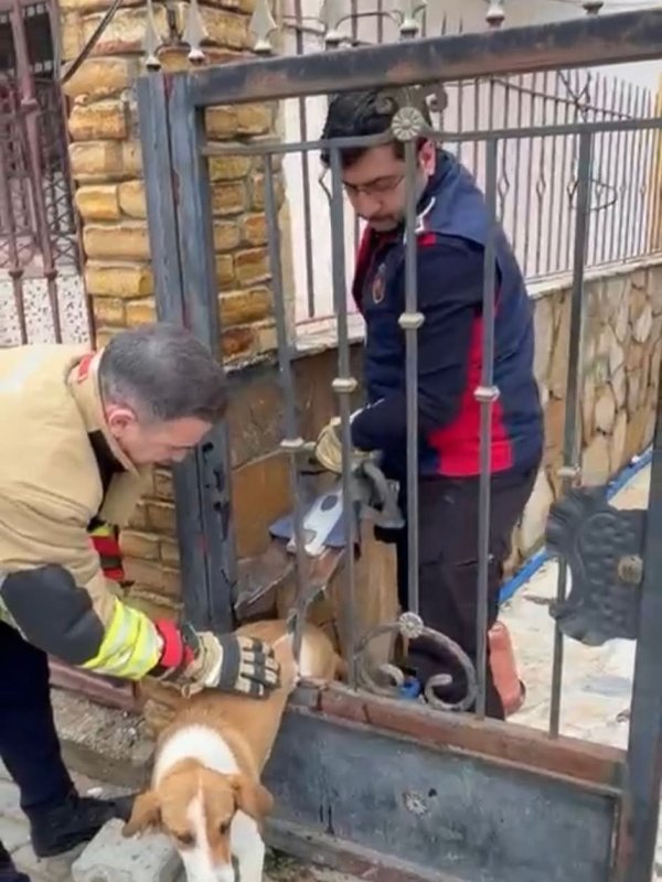 Demir korkuluklara sıkışan köpeği itfaiye kurtardı