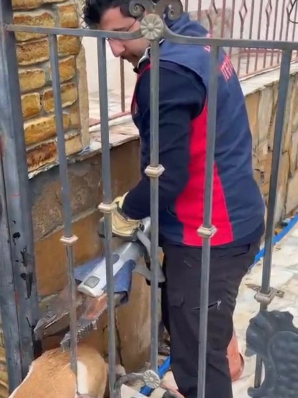 Demir korkuluklara sıkışan köpeği itfaiye kurtardı