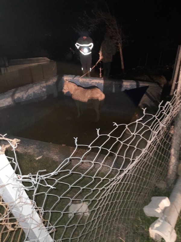 Havuza düşerek mahsur kalan atı itfaiyeciler kurtardı