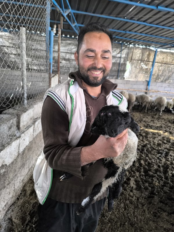 İlgi odağı olan çift başlı ve 4 gözlü kuzu 1 gün yaşayabildi