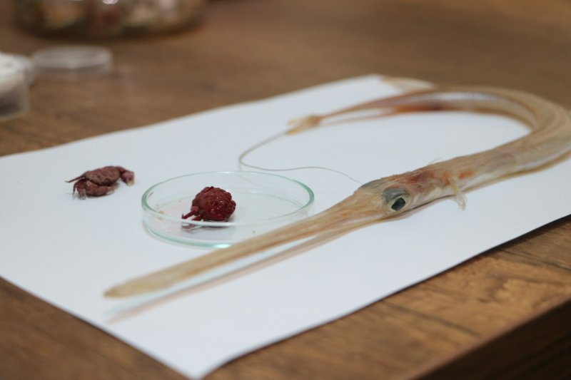 İSTE’DE YENİ YENGEÇ TÜRÜ TESPİT EDİLDİ