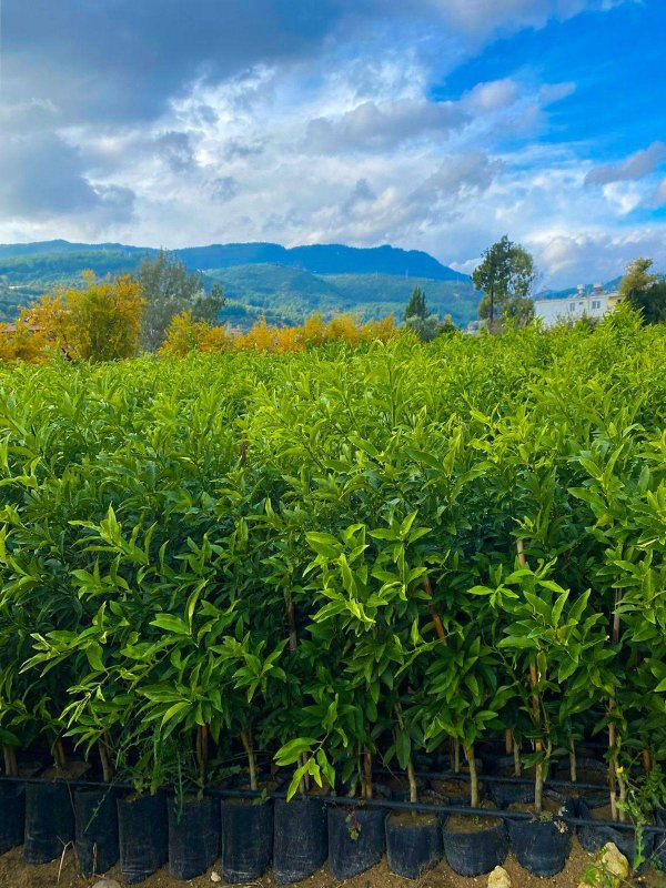 HMKÜ ÖĞRENCİSİNDEN İLHAM VEREN BAŞARI 