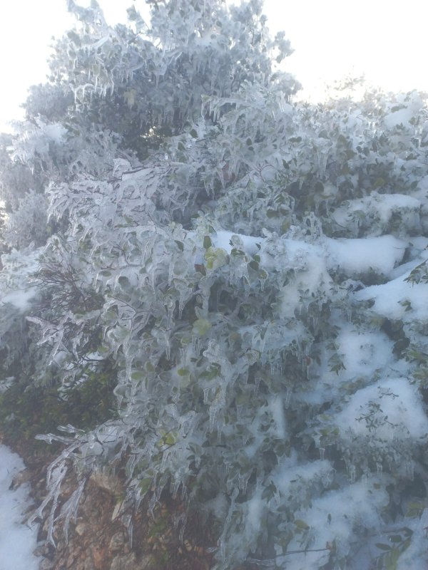 HATAY -5 İLE BUZ TUTTU BEYAZ ESARET HAYATI ZİNDANA ÇEVİRDİ