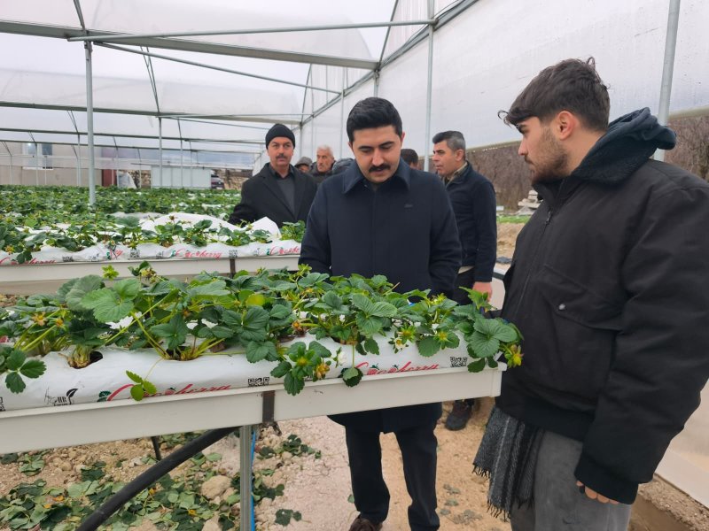 Yayladağı’nda örtü altında çilek üretimi sürüyor