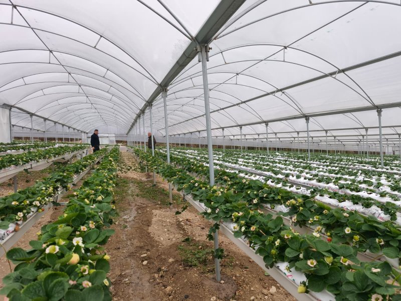 Yayladağı’nda örtü altında çilek üretimi sürüyor