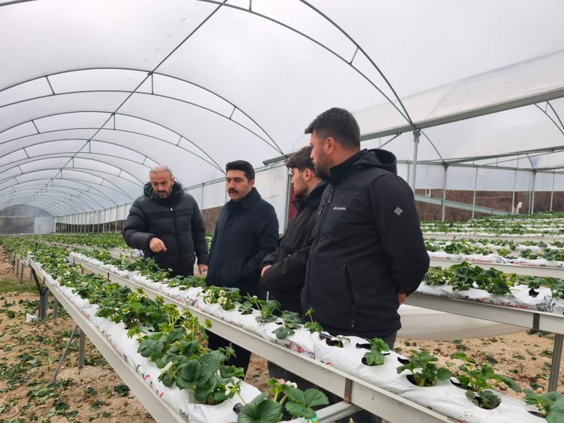 Yayladağı’nda örtü altında çilek üretimi sürüyor