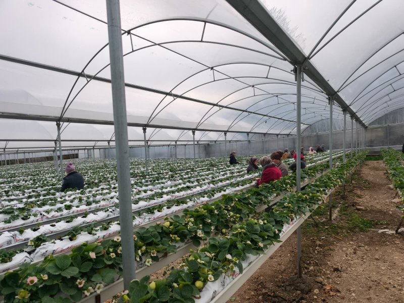 Yayladağı’nda örtü altında çilek üretimi sürüyor