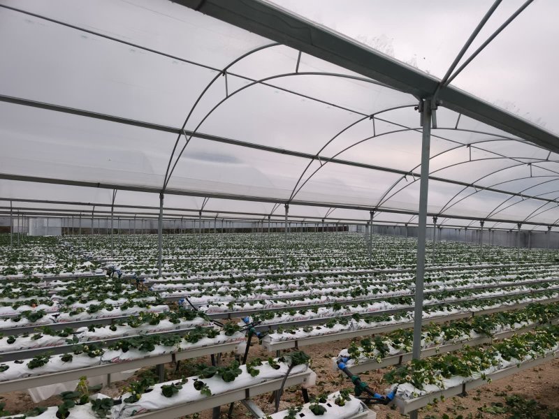 Yayladağı’nda örtü altında çilek üretimi sürüyor