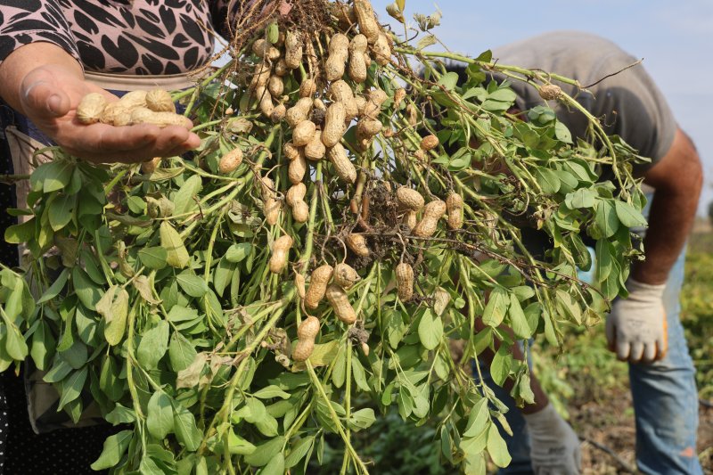 Depremin yaralarının sarıldığı Amik Ovası'nda bereketli fıstık hasadı