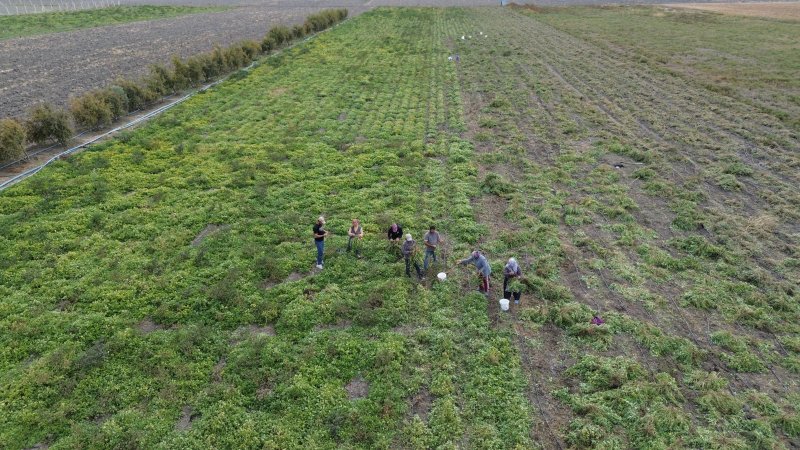 Depremin yaralarının sarıldığı Amik Ovası'nda bereketli fıstık hasadı