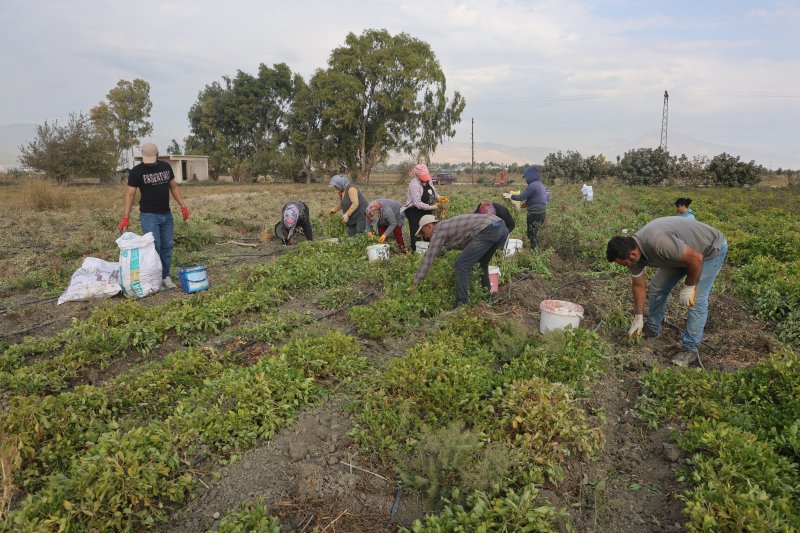 Depremin yaralarının sarıldığı Amik Ovası'nda bereketli fıstık hasadı