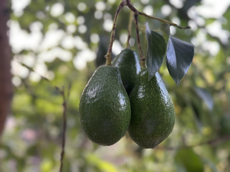 Deprem bölgesinde bereketli hasat: Avokado tarlada tanesi 20 TL'den alıcı buluyor - Çiftçi Halil Ay: “Bahçede şu anda 110 adet avokado ağacımız var ve bu ağaçlardan ortalama 2 ton civarında ürün çıkar” (Fotoğraflı ) Ogün Aslan HATAY (İHA) - Depremin yaralarının sarıldığı Hatay'ın Erzin ilçesinde avokado hasadına başlandı. Çiftçi Halil Ay'ın 4 buçuk dönümlük tarlasında yetiştirdiği avokado, tarladan tane fiyatı 20 TL'den alıcı buluyor. Kahramanmaraş merkezli 6 Şubat depremlerinin ardından büyük yıkım yaşanan Hatay'da çiftçiler üreterek depremin izlerini silmeye çalışıyor. Türkiye'nin en bereketli topraklarından olan Erzin ilçesinde avokado hasat başladı. Yeşiltepe Mahallesi'nde çiftçilik yapan Halil Ay'ın 4 buçuk dönümlük arsasında yetiştirdiği avokado, tarladan tane fiyatı 20TL'den alıcı buluyor. Bahçesinde 110 avokado ağacı bulunan Ay, hasattan oldukça umutlu. “Tarlada şu anda 110 adet avokado ağacımız var ve bu ağaçlardan ortalama 2 ton civarında ürün çıkar” Bereketli topraklarda çiftçilik yapan 34 yaşındaki Halil Ay, “Avokado yetiştiriciliğini yaklaşık dört buçuk dönüm arazinin içinde yapıyoruz. Bunun bir buçuk dönüme yakını avokado. Ortalama olarak baz alırsak tane fiyatı 20 TL, market satış fiyatı 35-40 TL bandında değişiyor. Avokado hasadına eylül ayında başlanır, ekim ayı boyunca devam eder. Hasadı yapılan avokado soğuk havalarda muhafaza edilir, soğuk havaların bitmesiyle kademe kademe ihtiyaca göre satışa sunulur. Tarlada şu anda 110 adet avokado ağacımız var ve bu ağaçlardan ortalama 2 ton civarında ürün çıkar. İşçilerin yevmiyesi bin lira. Türkiye'de genelde avokadonun dört cinsi var. Bizim elimizde olan Hass ve Fuerte cinsleridir” ifadelerini kullandı.