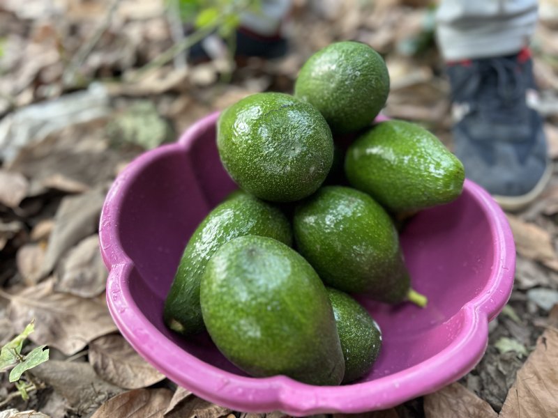 Deprem bölgesinde bereketli hasat: Avokado tarlada tanesi 20 TL'den alıcı buluyor - Çiftçi Halil Ay: “Bahçede şu anda 110 adet avokado ağacımız var ve bu ağaçlardan ortalama 2 ton civarında ürün çıkar” (Fotoğraflı ) Ogün Aslan HATAY (İHA) - Depremin yaralarının sarıldığı Hatay'ın Erzin ilçesinde avokado hasadına başlandı. Çiftçi Halil Ay'ın 4 buçuk dönümlük tarlasında yetiştirdiği avokado, tarladan tane fiyatı 20 TL'den alıcı buluyor. Kahramanmaraş merkezli 6 Şubat depremlerinin ardından büyük yıkım yaşanan Hatay'da çiftçiler üreterek depremin izlerini silmeye çalışıyor. Türkiye'nin en bereketli topraklarından olan Erzin ilçesinde avokado hasat başladı. Yeşiltepe Mahallesi'nde çiftçilik yapan Halil Ay'ın 4 buçuk dönümlük arsasında yetiştirdiği avokado, tarladan tane fiyatı 20TL'den alıcı buluyor. Bahçesinde 110 avokado ağacı bulunan Ay, hasattan oldukça umutlu. “Tarlada şu anda 110 adet avokado ağacımız var ve bu ağaçlardan ortalama 2 ton civarında ürün çıkar” Bereketli topraklarda çiftçilik yapan 34 yaşındaki Halil Ay, “Avokado yetiştiriciliğini yaklaşık dört buçuk dönüm arazinin içinde yapıyoruz. Bunun bir buçuk dönüme yakını avokado. Ortalama olarak baz alırsak tane fiyatı 20 TL, market satış fiyatı 35-40 TL bandında değişiyor. Avokado hasadına eylül ayında başlanır, ekim ayı boyunca devam eder. Hasadı yapılan avokado soğuk havalarda muhafaza edilir, soğuk havaların bitmesiyle kademe kademe ihtiyaca göre satışa sunulur. Tarlada şu anda 110 adet avokado ağacımız var ve bu ağaçlardan ortalama 2 ton civarında ürün çıkar. İşçilerin yevmiyesi bin lira. Türkiye'de genelde avokadonun dört cinsi var. Bizim elimizde olan Hass ve Fuerte cinsleridir” ifadelerini kullandı.