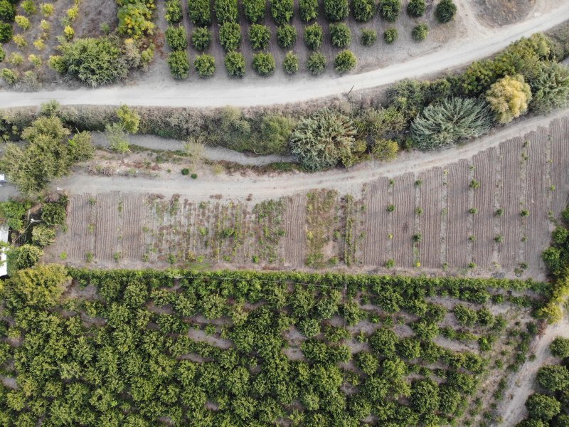 Deprem bölgesinde bereketli hasat: Avokado tarlada tanesi 20 TL'den alıcı buluyor - Çiftçi Halil Ay: “Bahçede şu anda 110 adet avokado ağacımız var ve bu ağaçlardan ortalama 2 ton civarında ürün çıkar” (Fotoğraflı ) Ogün Aslan HATAY (İHA) - Depremin yaralarının sarıldığı Hatay'ın Erzin ilçesinde avokado hasadına başlandı. Çiftçi Halil Ay'ın 4 buçuk dönümlük tarlasında yetiştirdiği avokado, tarladan tane fiyatı 20 TL'den alıcı buluyor. Kahramanmaraş merkezli 6 Şubat depremlerinin ardından büyük yıkım yaşanan Hatay'da çiftçiler üreterek depremin izlerini silmeye çalışıyor. Türkiye'nin en bereketli topraklarından olan Erzin ilçesinde avokado hasat başladı. Yeşiltepe Mahallesi'nde çiftçilik yapan Halil Ay'ın 4 buçuk dönümlük arsasında yetiştirdiği avokado, tarladan tane fiyatı 20TL'den alıcı buluyor. Bahçesinde 110 avokado ağacı bulunan Ay, hasattan oldukça umutlu. “Tarlada şu anda 110 adet avokado ağacımız var ve bu ağaçlardan ortalama 2 ton civarında ürün çıkar” Bereketli topraklarda çiftçilik yapan 34 yaşındaki Halil Ay, “Avokado yetiştiriciliğini yaklaşık dört buçuk dönüm arazinin içinde yapıyoruz. Bunun bir buçuk dönüme yakını avokado. Ortalama olarak baz alırsak tane fiyatı 20 TL, market satış fiyatı 35-40 TL bandında değişiyor. Avokado hasadına eylül ayında başlanır, ekim ayı boyunca devam eder. Hasadı yapılan avokado soğuk havalarda muhafaza edilir, soğuk havaların bitmesiyle kademe kademe ihtiyaca göre satışa sunulur. Tarlada şu anda 110 adet avokado ağacımız var ve bu ağaçlardan ortalama 2 ton civarında ürün çıkar. İşçilerin yevmiyesi bin lira. Türkiye'de genelde avokadonun dört cinsi var. Bizim elimizde olan Hass ve Fuerte cinsleridir” ifadelerini kullandı.