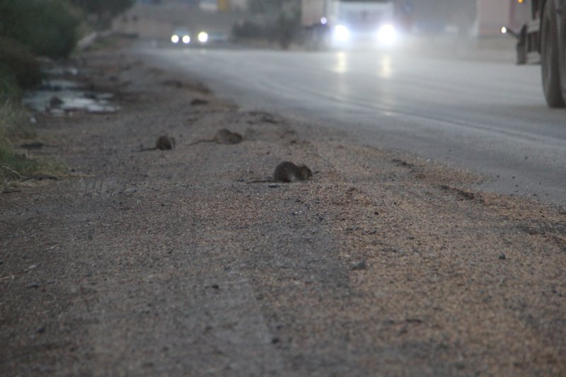 Araçlardan dökülen tahıllarla beslenen fareler, kara yolunu adeta istila etti